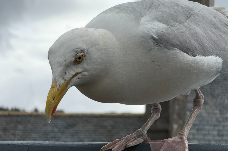 how to blur the background on your iPhone of a European Herring Gull