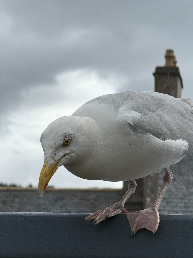 European Herring Gull