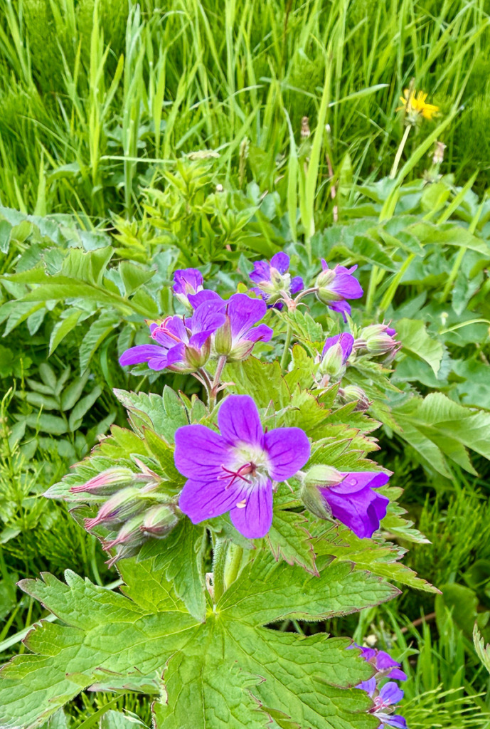 photo of flowers blooming in a field in Iceland
