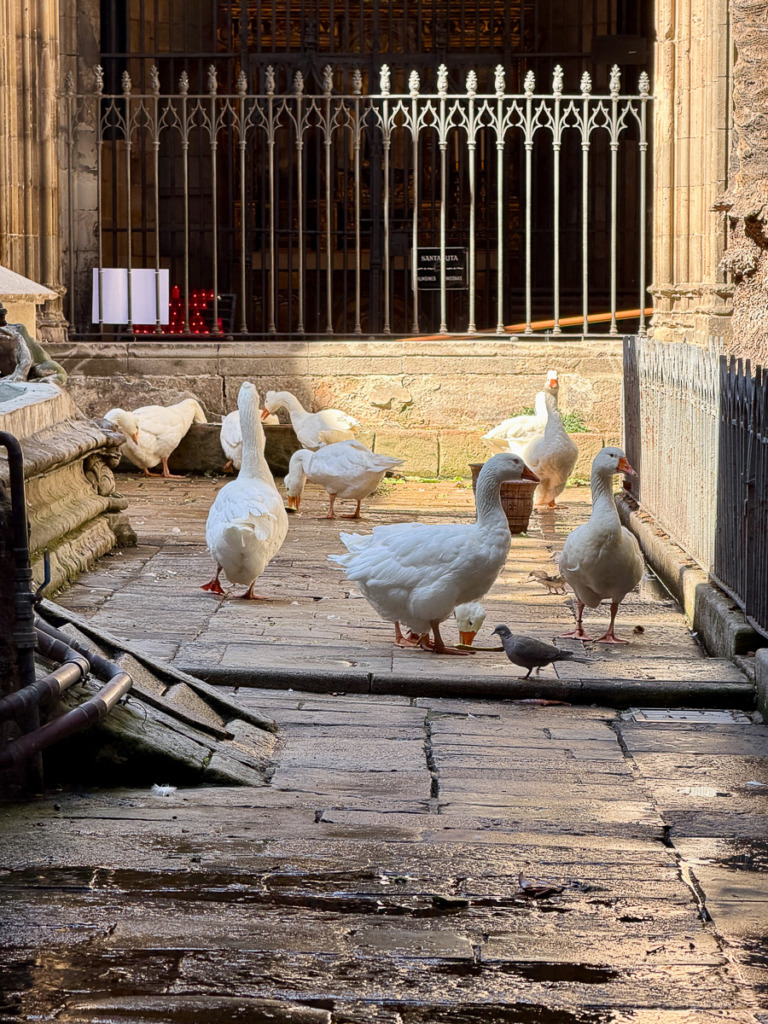 The Geese at Cathedral of Barcelona