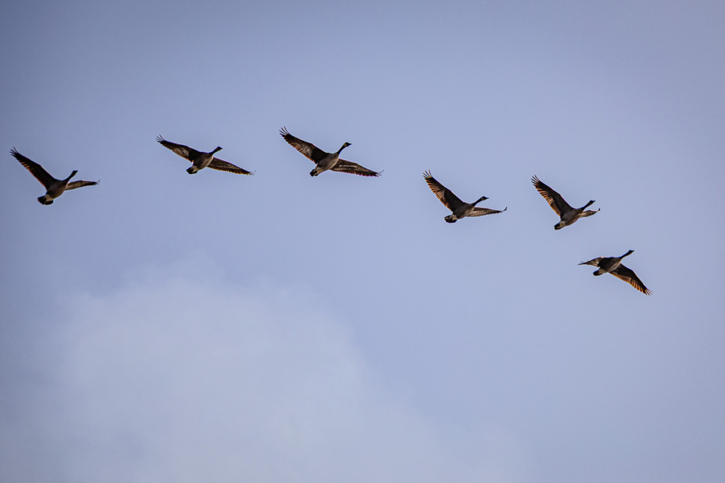 When you hear the Canada geese in the sky, be ready to capture an end-of-summer photo of them flying in formation.
