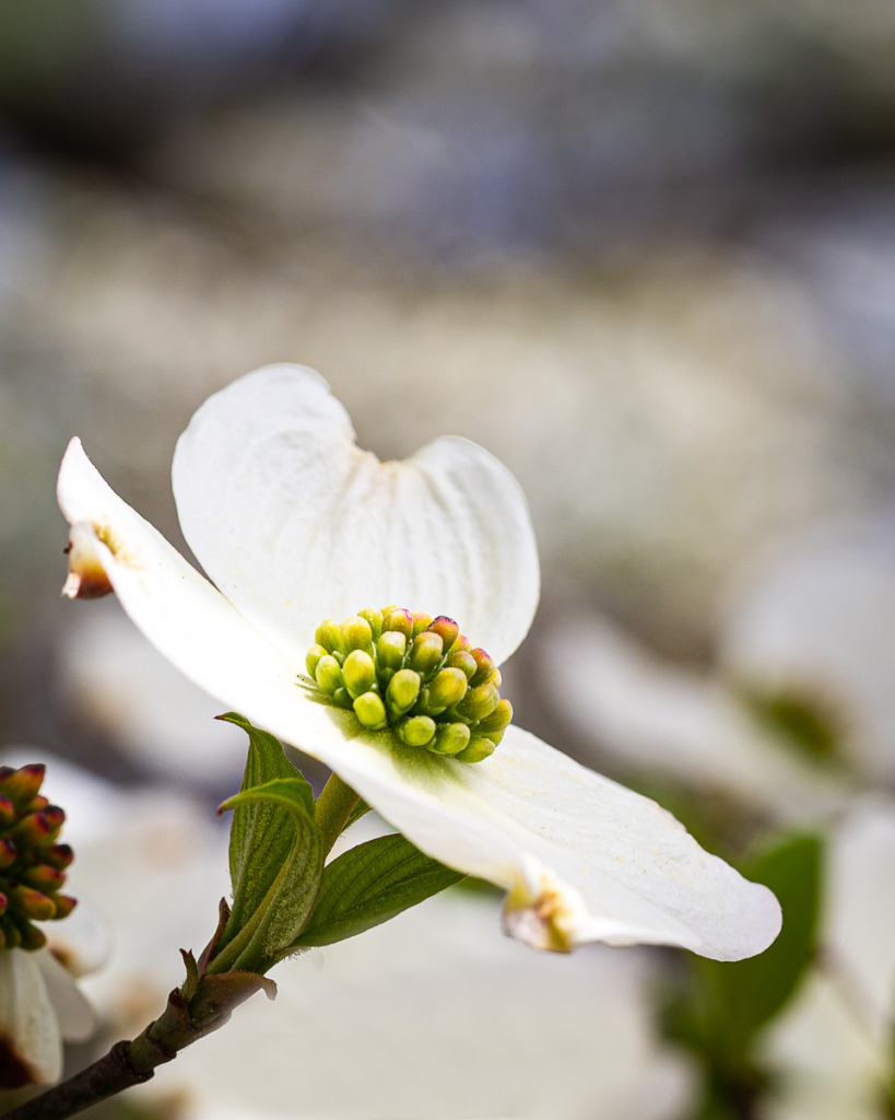 Macro Photography makes the center of this dogwood blosson the star of the photography.