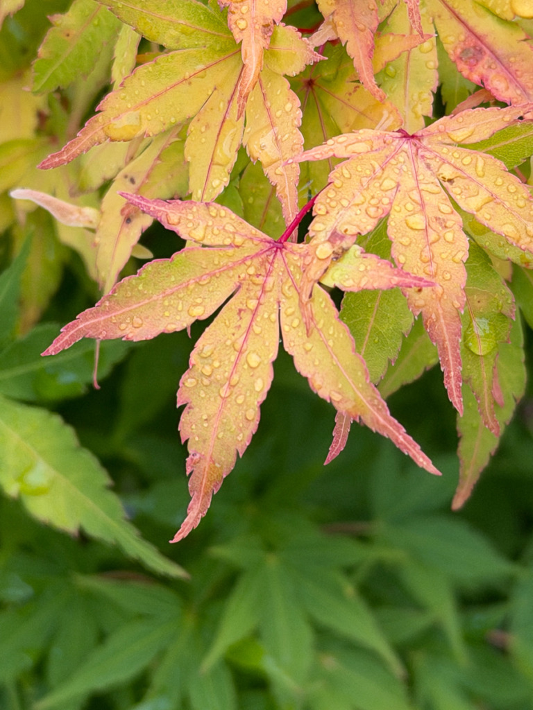 A photo of Japanese Maple leaves with rain drops.