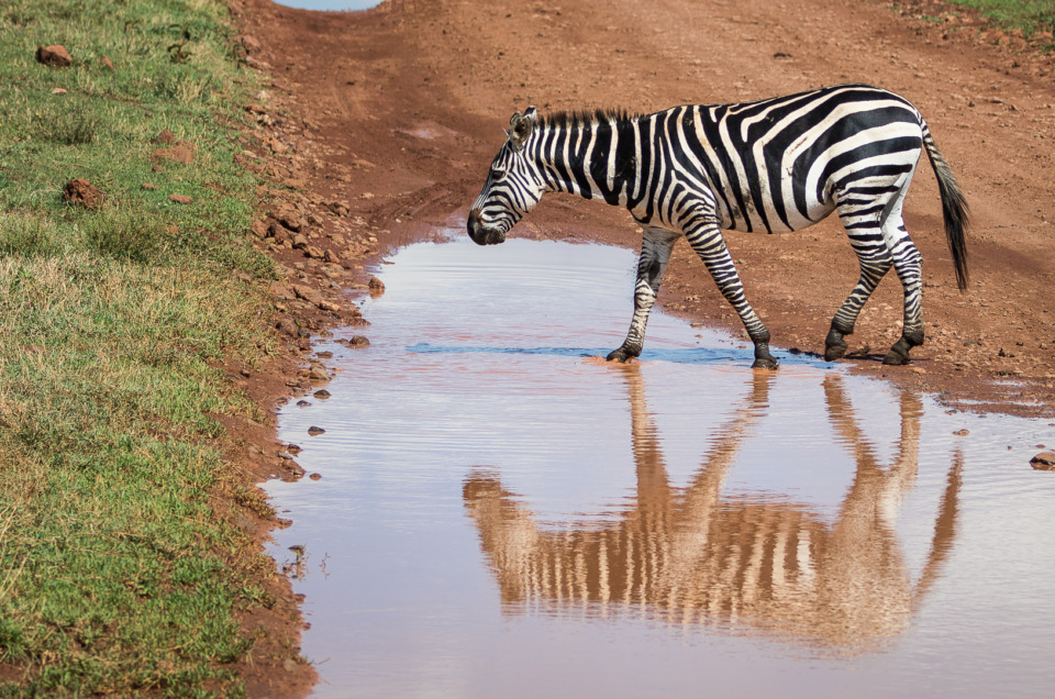 Plains Zebra Walking Across a Puddle on a Dirt Road, with Reflection in Tanzania.