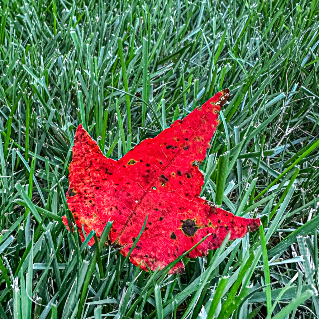 A true end-of-summer photo of a red leaf on green grass.
