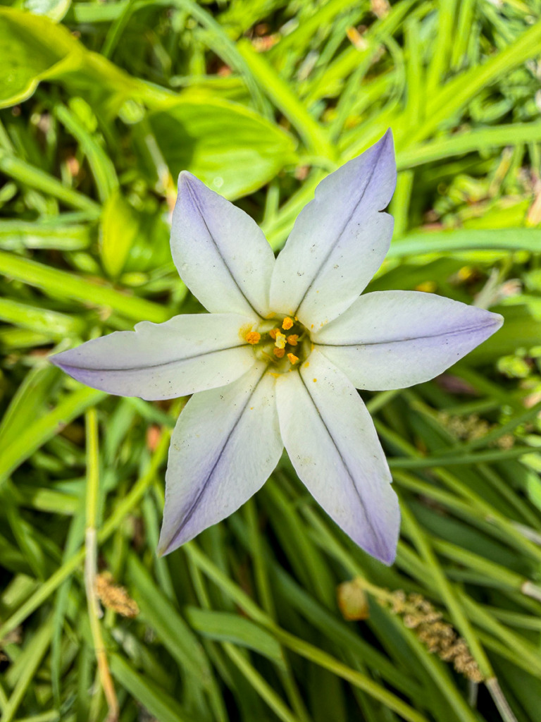 A photo of a Springstar Flower in Washington DC