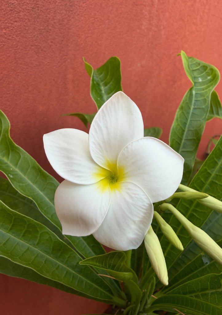 Macro Photography makes this photo of a white frangipani flower come to life against the red wall.