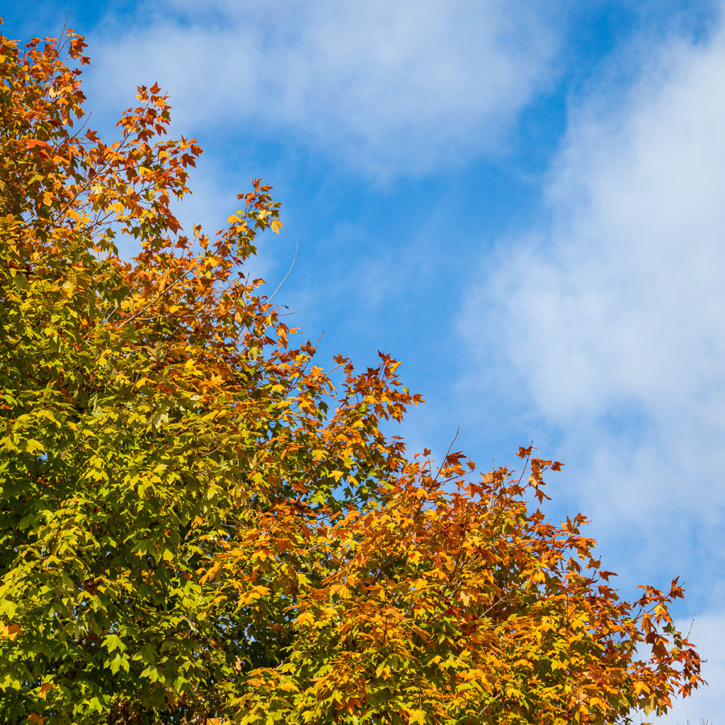 everyday photography of orange maple leaves in the fall