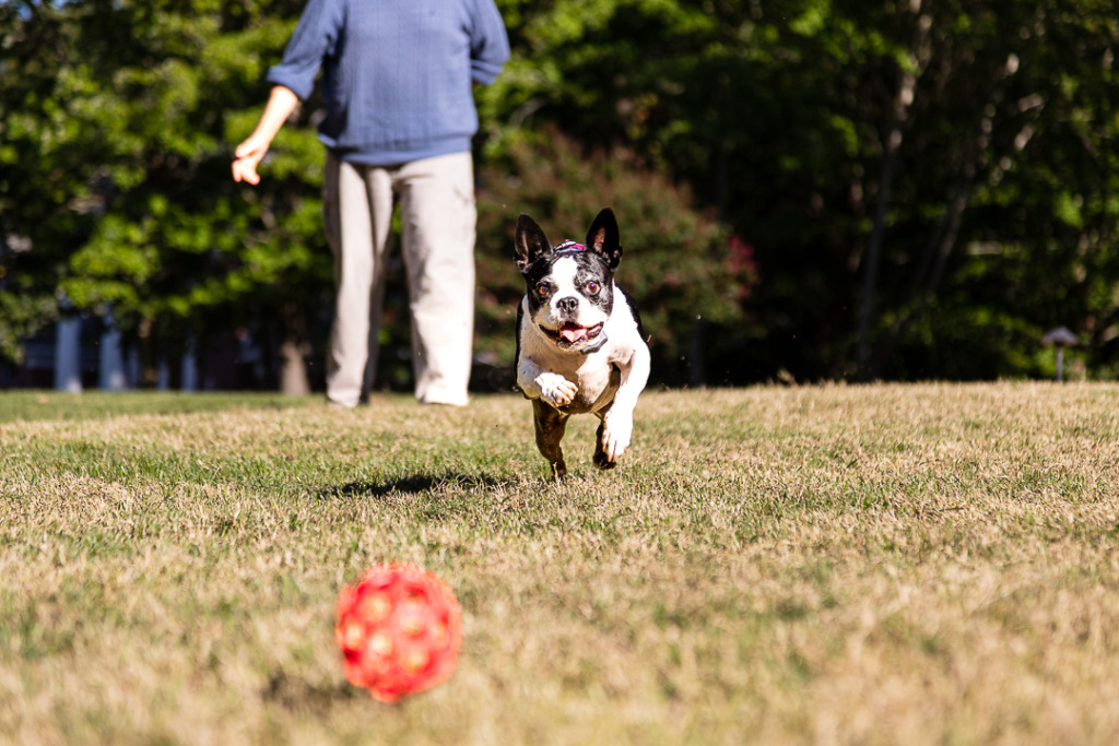 Photo of Boston Terrier running towards a ball