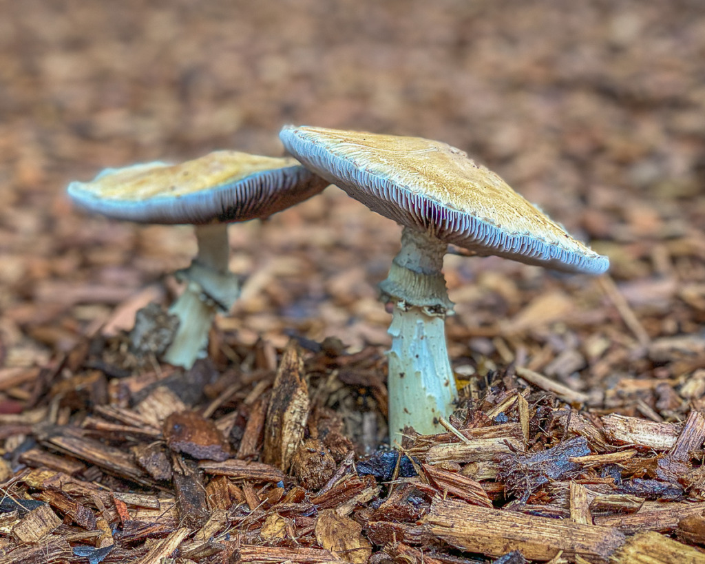 Image of 2 toadstools growing in wood mulch
