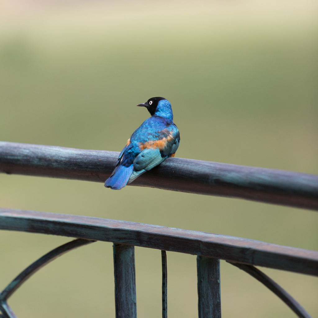 The blurred background in this image of a superb starling in Naivasha, Kenya was created using a low aperture of f/2.8.